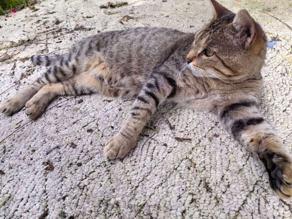 Кошки в Екатеринбурге: В поиске любящей семьи... Мальчик, Бесплатно - фото 3