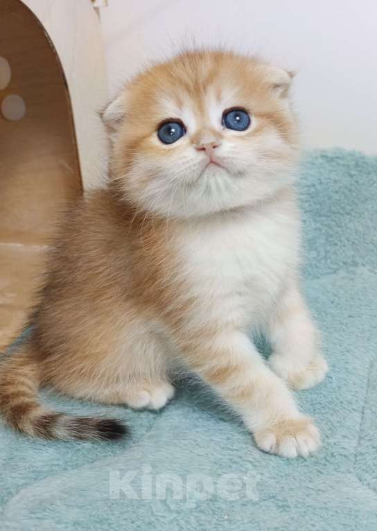 Кошки в Москве: Форбс Мальчик, 65 000 руб. - фото 3