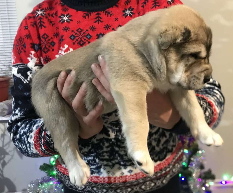 Собаки в других городах Пензенской области: Среднеазиатская овчарка, щенок Мальчик, 20 000 руб. - фото 5