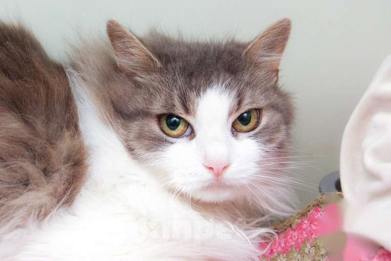 Кошки в Москве: Кошечка Пуша - меховой шарик в добрые руки Девочка, Бесплатно - фото 2