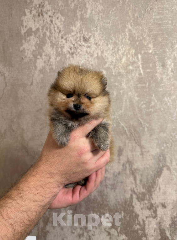 Собаки в Москве: Мальчик оранж Мальчик, 27 000 руб. - фото 1