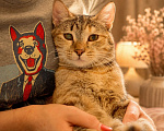 Кошки в Москве: Кошка Фисташка в добрые руки Девочка, Бесплатно - фото 4