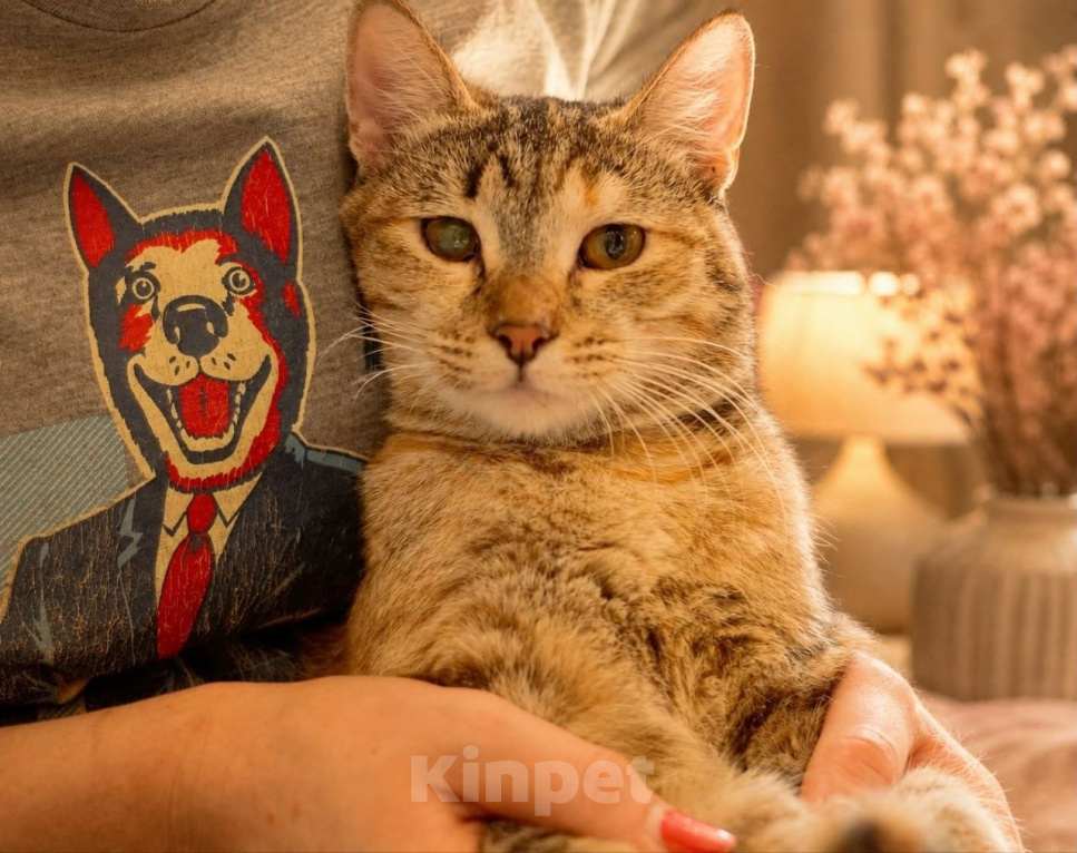 Кошки в Москве: Кошка Фисташка в добрые руки Девочка, Бесплатно - фото 4