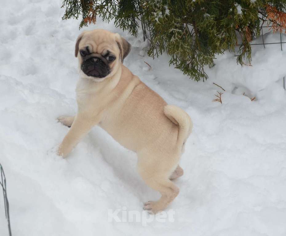 Собаки в Твери: Малышка мопса Девочка, 30 000 руб. - фото 7
