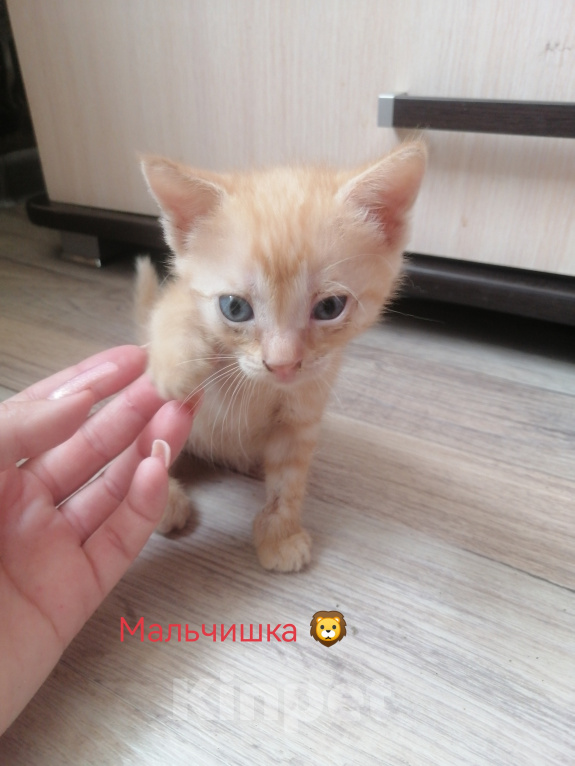 Кошки в Анапе: В Добрые Руки Мальчик, Бесплатно - фото 1
