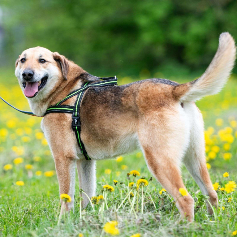 Собаки в Москве: Разыскиваем семью для Ланочки!  Девочка, Бесплатно - фото 2