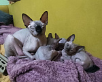 Кошки в Рязани: Котёнок X Сфинкс Девочка, 12 000 руб. - фото 7