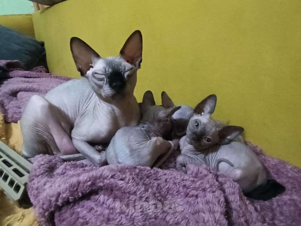 Кошки в Рязани: Котёнок X Сфинкс Девочка, 6 000 руб. - фото 7