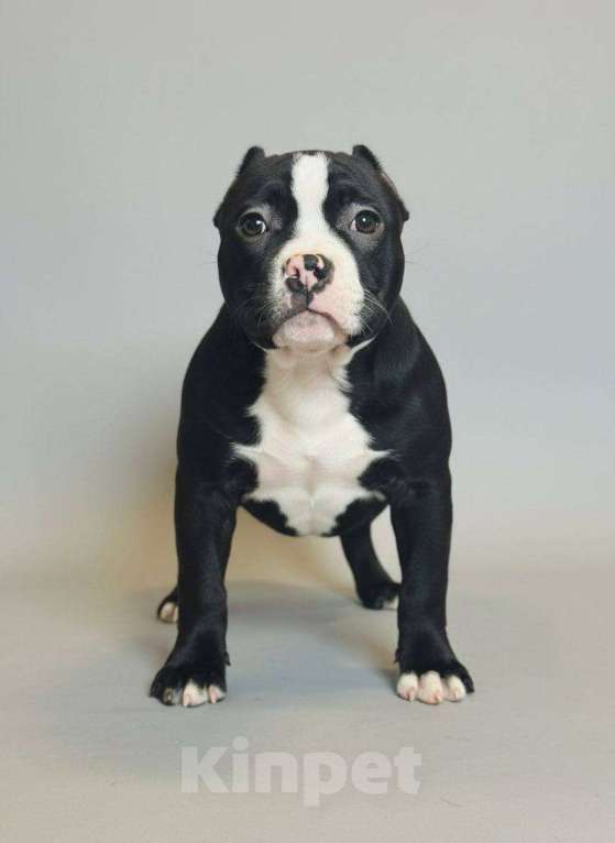 Собаки в других городах Московской области: Американский Булли Мальчик, 70 000 руб. - фото 2