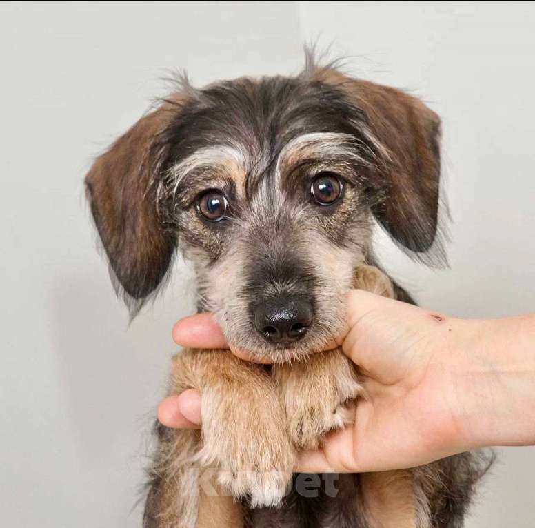 Собаки в Лосином-Петровском: Серафима якутенок ппбж Девочка, Бесплатно - фото 2