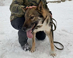 Собаки в Москве: Акела Мальчик, Бесплатно - фото 2