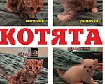 Кошки в Одинцово: Котята в добрые руки бесплатно Разнополые, Бесплатно - фото 1