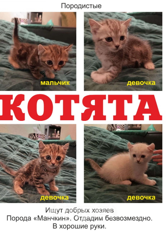 Кошки в Одинцово: Котята в добрые руки бесплатно Разнополые, Бесплатно - фото 1