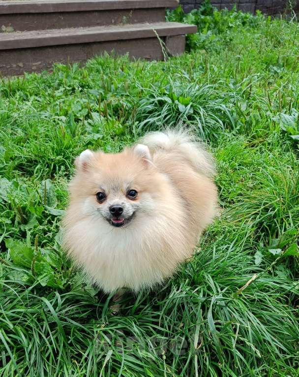 Собаки в Москве: Реально мини малышка Девочка, 30 000 руб. - фото 2