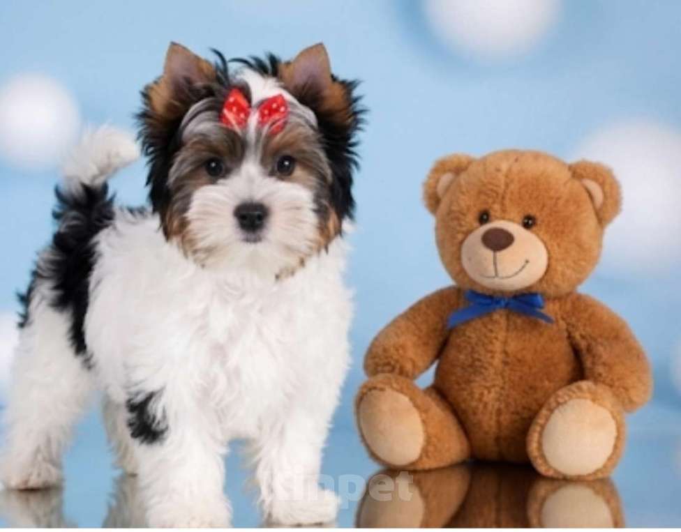 Собаки в Москве: Супер бивер мальчик Мальчик, 45 000 руб. - фото 3