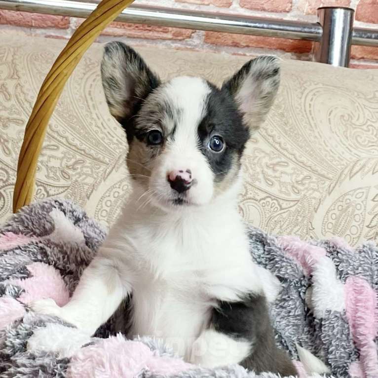 Собаки в Москве: Щенки вельш-корги кардиган Девочка, Бесплатно - фото 3