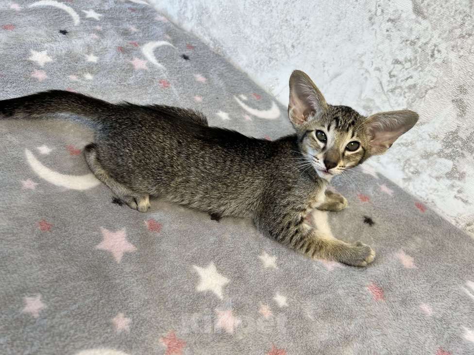 Кошки в Ярославле: Бронирование  Мальчик, 1 руб. - фото 8