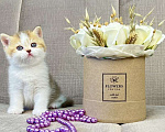 Кошки в Люберцах: Британский котенок Девочка, 25 000 руб. - фото 4