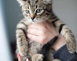 Кошки в Москве: Котенок Тигровый глаз, 2 месяца Мальчик, Бесплатно - фото 6