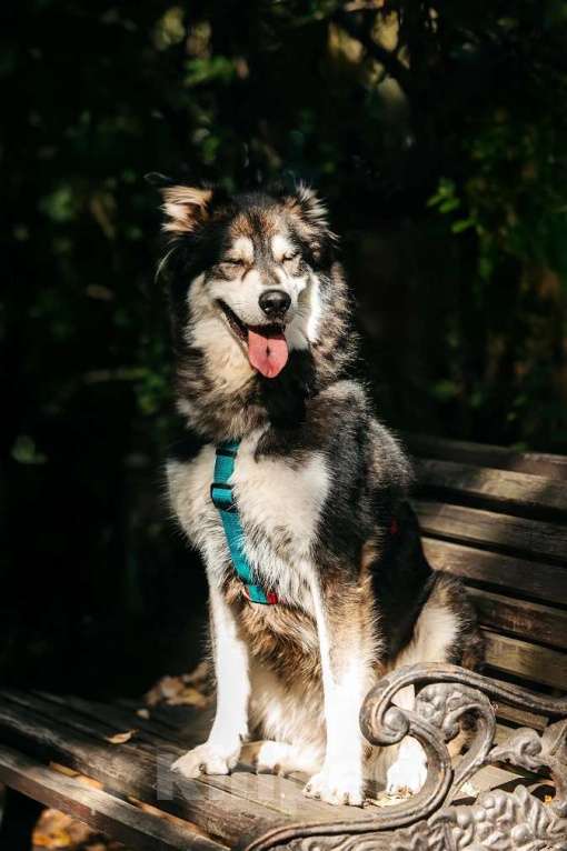 Собаки в Москве: Чудесная собака в поисках семьи! Мальчик, Бесплатно - фото 4