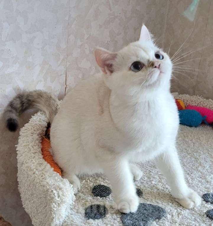 Кошки в Москве: Markiz MilkaMax  Мальчик, 30 000 руб. - фото 3