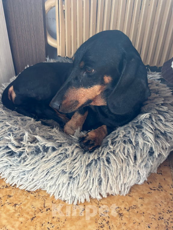 Собаки в Москве: Отдам в добрые руки Девочка, Бесплатно - фото 1