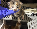 Кошки в Санкт-Петербурге: Котенок девочка Девочка, Бесплатно - фото 2