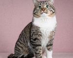 Кошки в Москве: Метис британской породы кот Бриз Мальчик, Бесплатно - фото 1