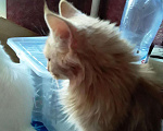 Кошки в Чебоксарах: Мальчик Мейн-кун Мальчик, 5 000 руб. - фото 4