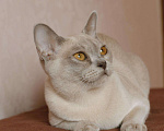 Кошки в Ливны: Европейская бурма, 45 000 руб. - фото 7