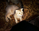 Кошки в Арзамасе: Золотого окраса девочки Девочка, 6 000 руб. - фото 1