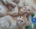 Кошки в Игарке: Котята, Бесплатно - фото 6