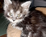 Кошки в Мичуринске: Котята Мейн-кун, 10 000 руб. - фото 9