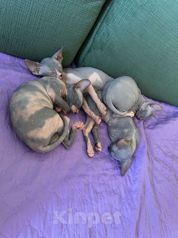 Кошки в Москве: Девочка канадского сфинкса  Девочка, 45 000 руб. - фото 10