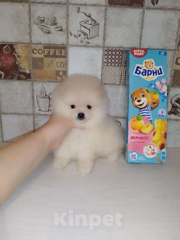 Собаки в Москве: Щенки шпица с документами и прививками – от 20 000 ₽ Мальчик, 20 000 руб. - фото 1