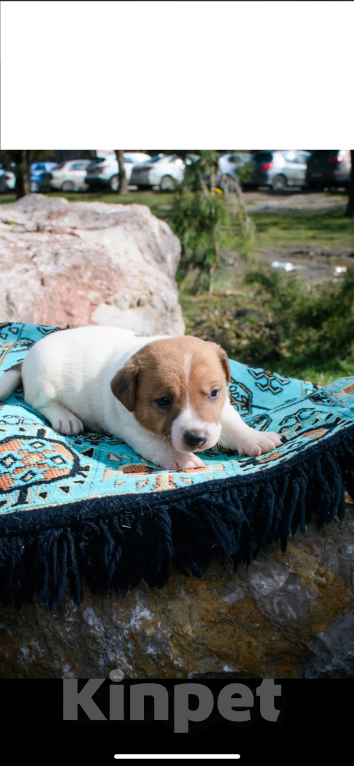 Собаки в Симферополе: Мальчик Мальчик, 12 000 руб. - фото 3