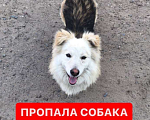 Собаки в Казани: ПРОПАЛА СОБАКА.ВОЗНАГРАЖДЕНИЕ 10.000 Мальчик, 10 руб. - фото 1