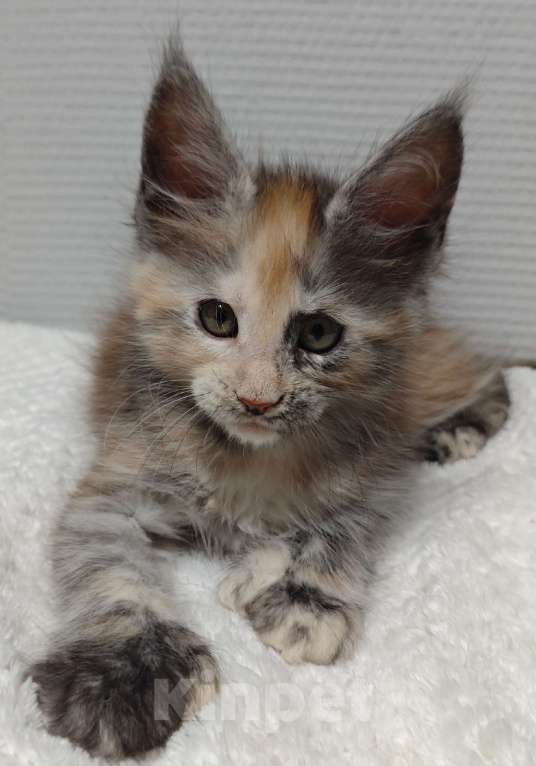 Кошки в Туле: Мейн-кун полилакт девочка Девочка, 35 000 руб. - фото 3