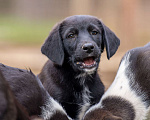 Собаки в Пушкино: Щенок Боря ищет дом Мальчик, Бесплатно - фото 5