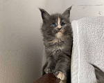 Кошки в Одинцово: Котенок мейн кун Девочка, 20 000 руб. - фото 3
