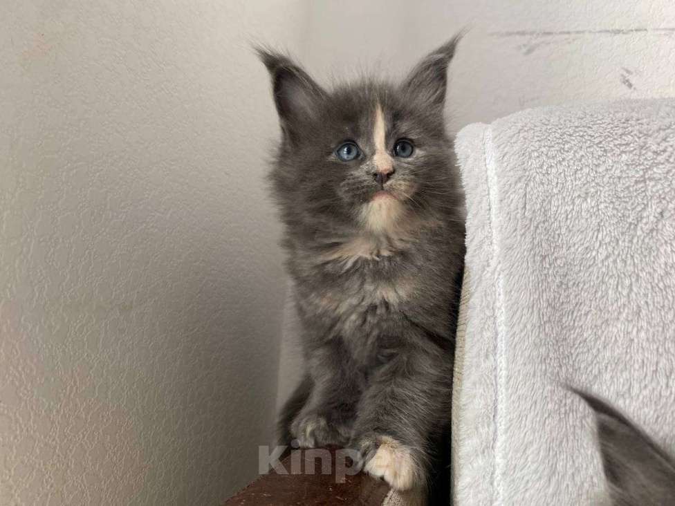 Кошки в Одинцово: Котенок мейн кун Девочка, 20 000 руб. - фото 3