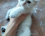Кошки в Санкт-Петербурге: Шотландский кот Мальчик, Бесплатно - фото 8