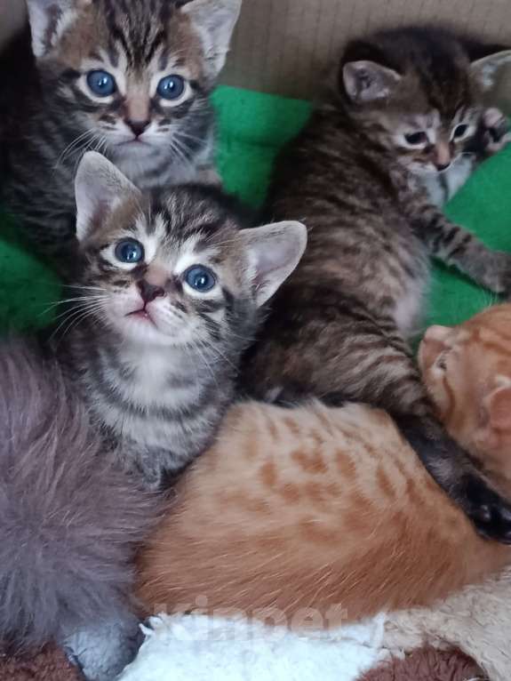 Кошки в других городах Московской области: Курильски бобтейл мальчишки Мальчик, Бесплатно - фото 4