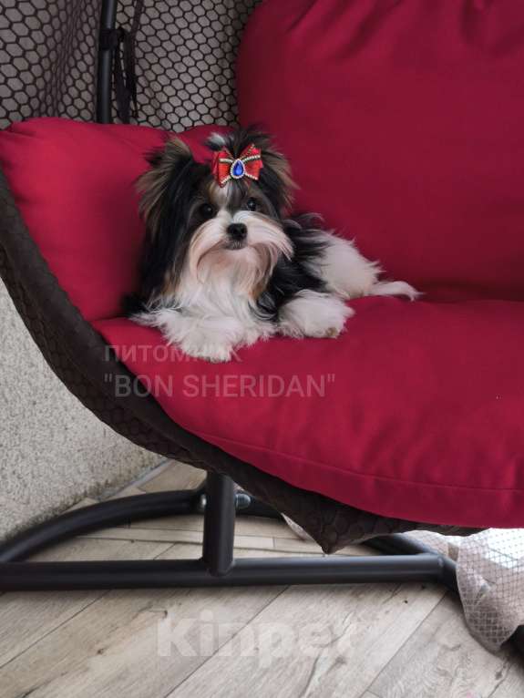 Собаки в Пушкино: Мини мальчик  Мальчик, 70 000 руб. - фото 3