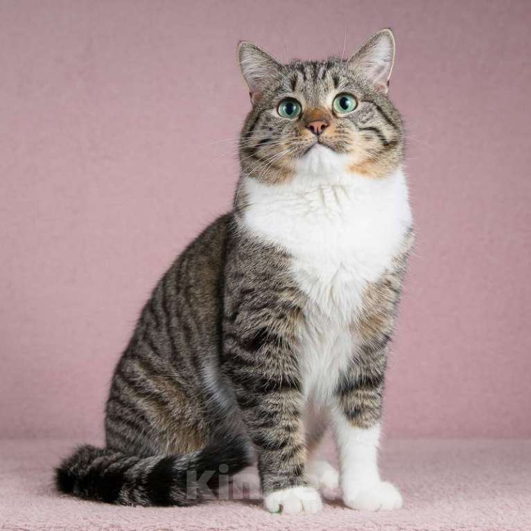 Кошки в Москве: Метис британской породы кот Бриз Мальчик, Бесплатно - фото 1