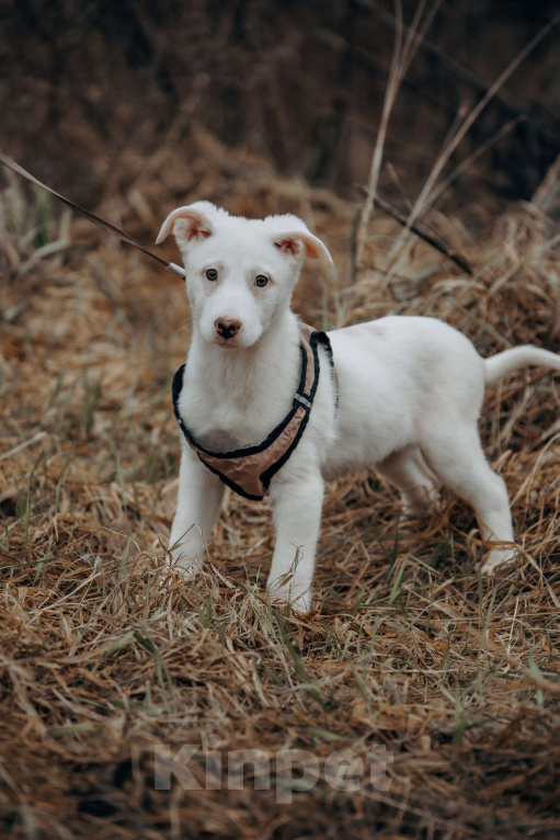 Собаки в Москве: Щенок-девочка, белоснежная красотка в дар Девочка, Бесплатно - фото 5