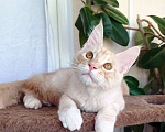 Кошки в Барнауле: Котята мейн-кун Девочка, Бесплатно - фото 3