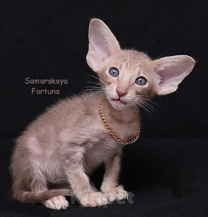 Кошки в других городах Самарской области: Ориентальная кошка лилового мраморного окраса  Девочка, 55 000 руб. - фото 1