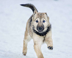 Собаки в Москве: "волчонок" Хлоя  Девочка, Бесплатно - фото 2