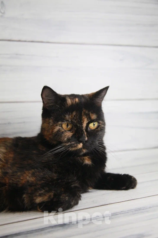 Кошки в Пушкино: БриТося - Британская черепаха  Девочка, 100 руб. - фото 3